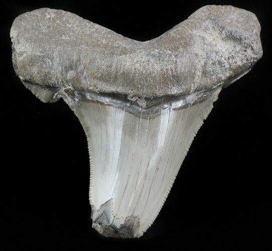 Fossil Angustidens Shark Tooth - Megalodon Ancestor #46860